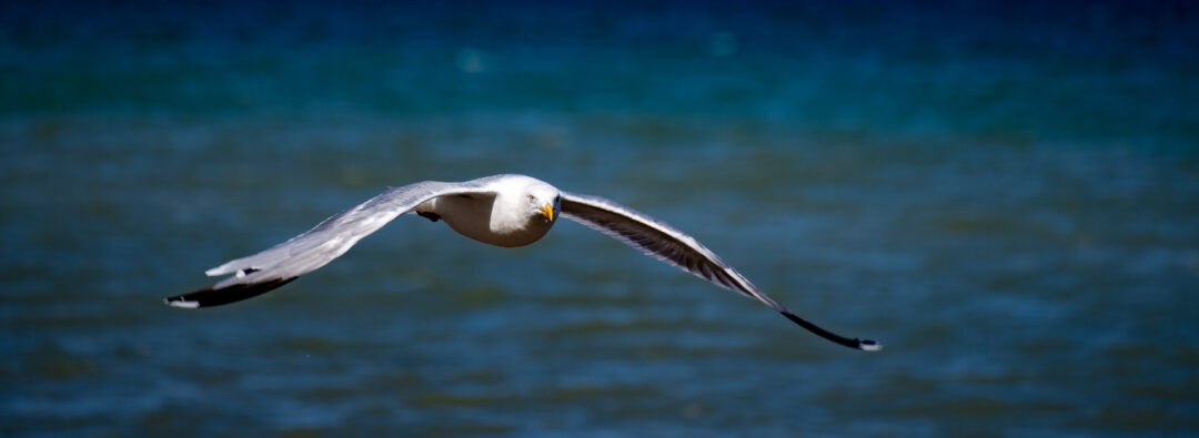 Möwe im Flug - Widescreen