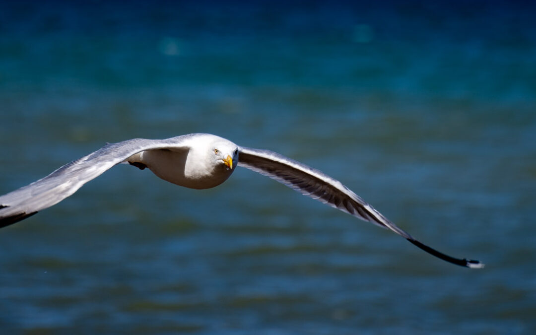 Divi 5 Modul Überschrift