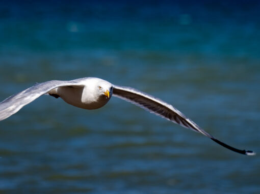 Divi 5 Modul Überschrift